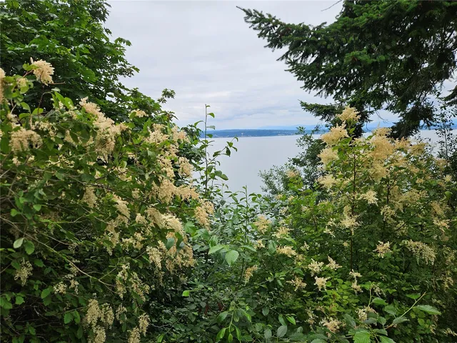 a view of a tree in a garden