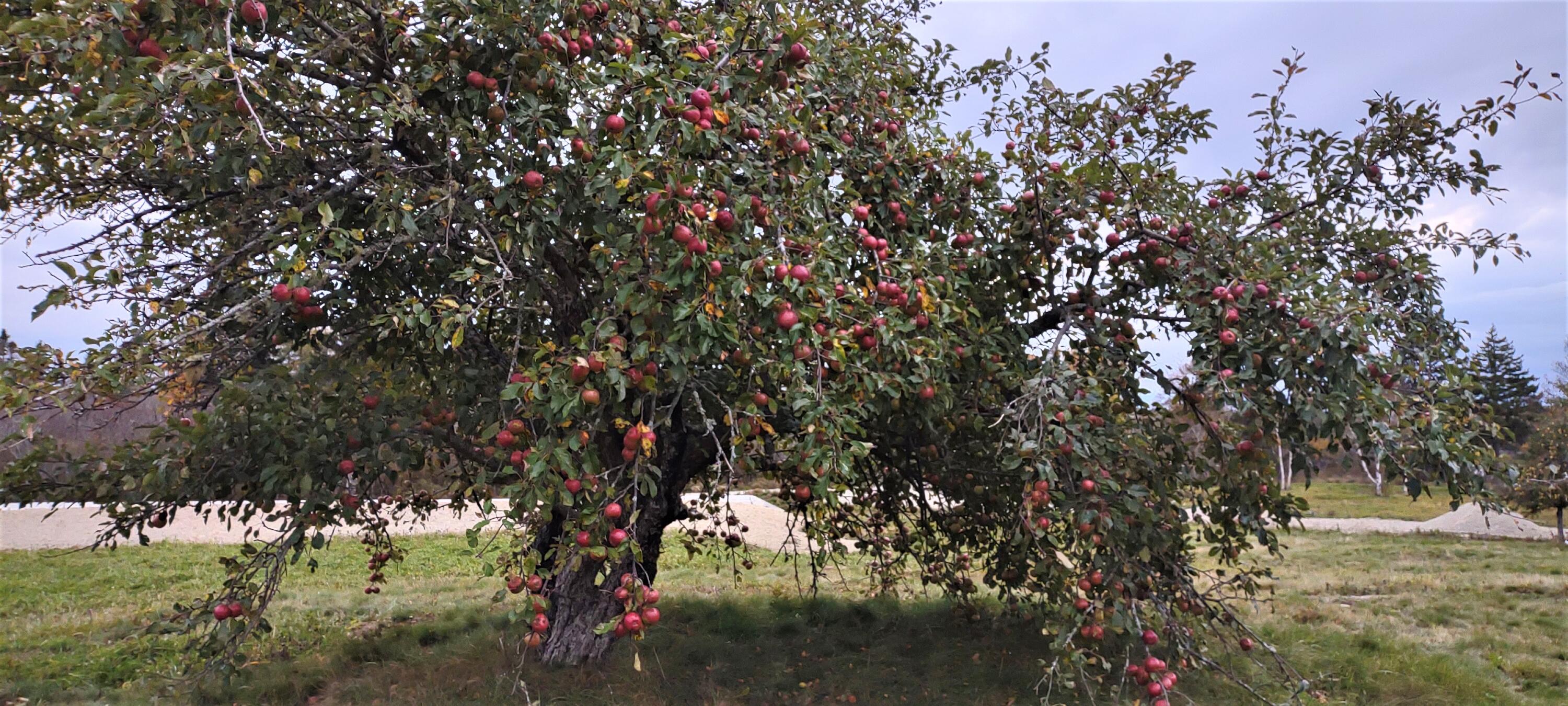 1489 Indian River Road Jonesport, ME 04649 - Photo 11 of 17 Pic 6