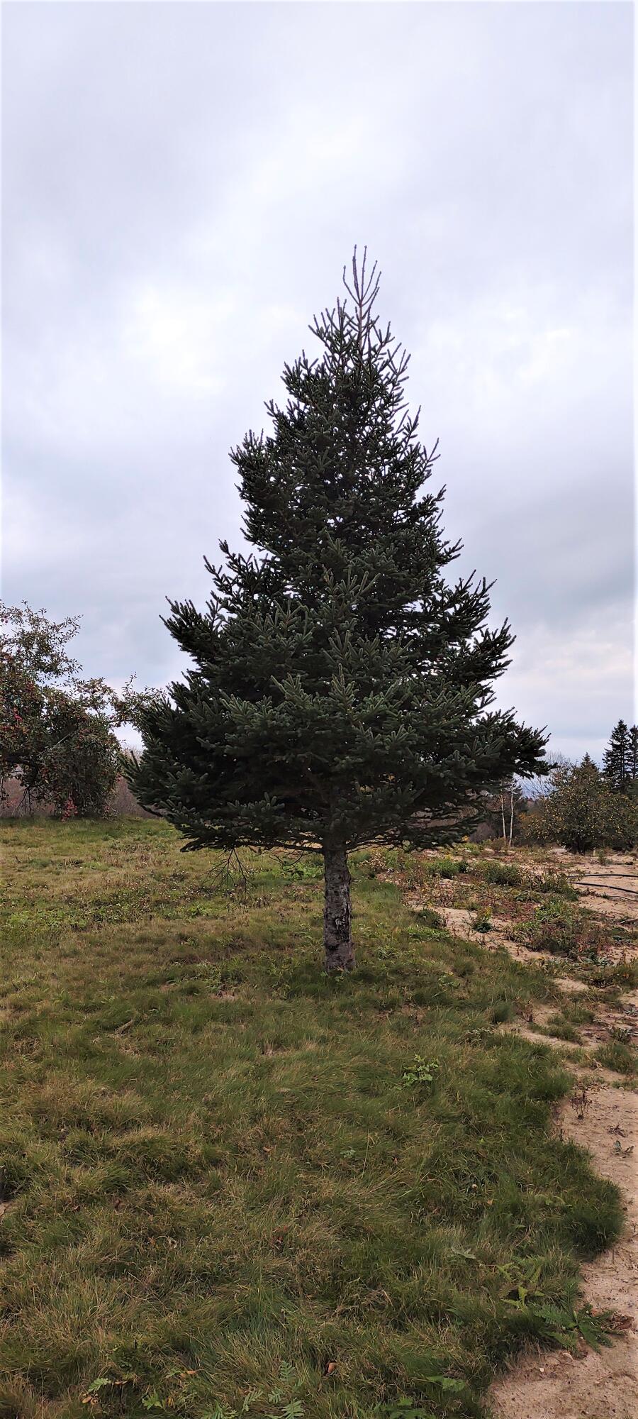 1489 Indian River Road Jonesport, ME 04649 - Photo 9 of 17 Pic 4