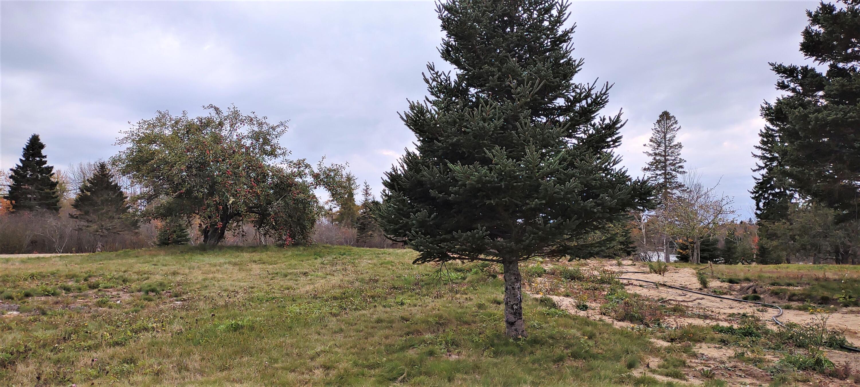 1489 Indian River Road Jonesport, ME 04649 - Photo 10 of 17 Pic 5