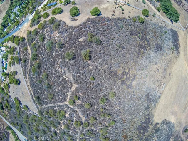 a close up of a plant in a garden