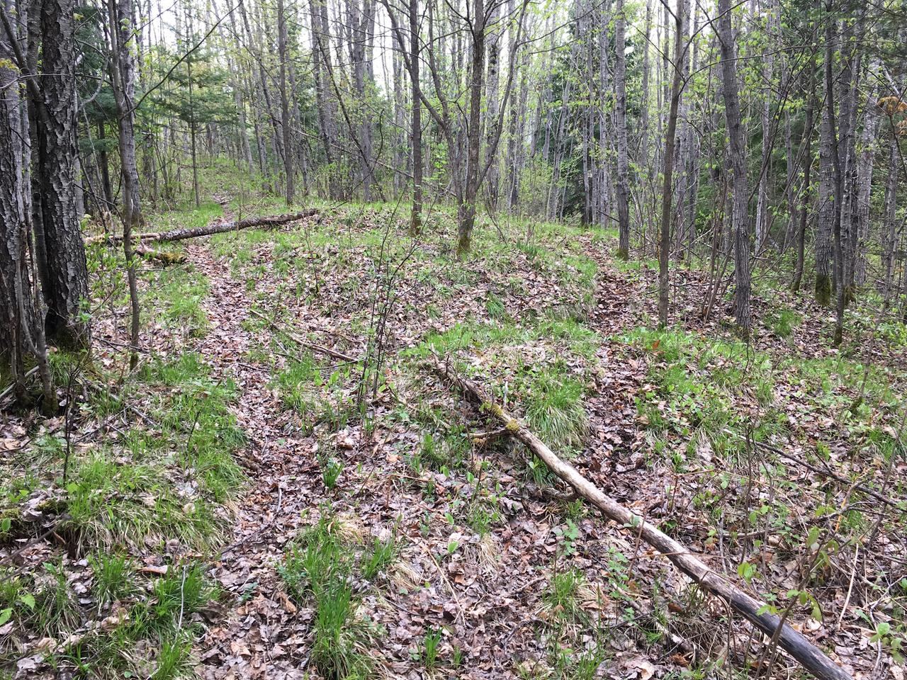 On Nicolet Hls Road Long Lake, WI 54542 - Photo 17 of 22 Gallery Image 17