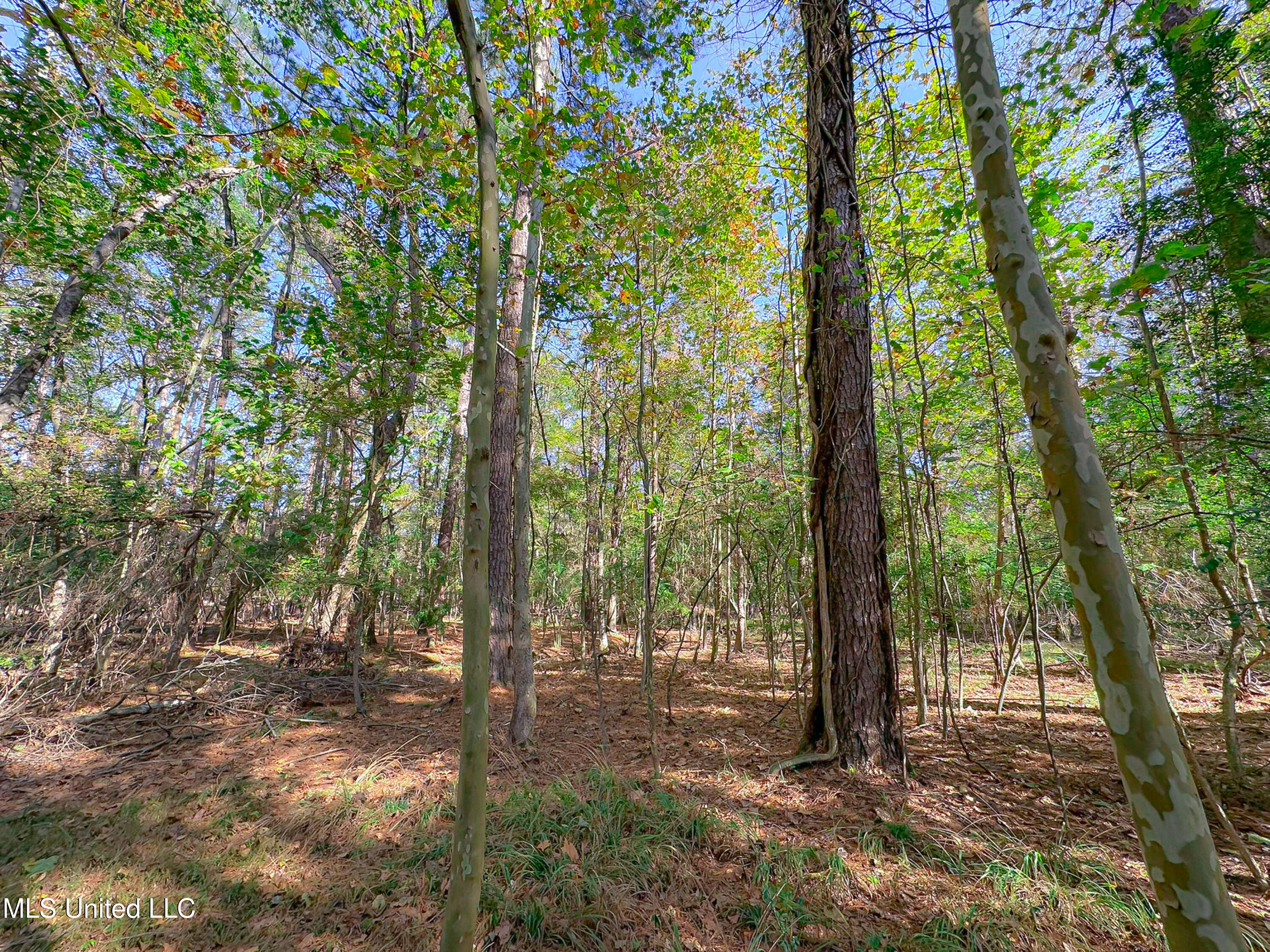 Deer Ridge Road Madison, MS 39110 - Photo 6 of 12 IMG_1818