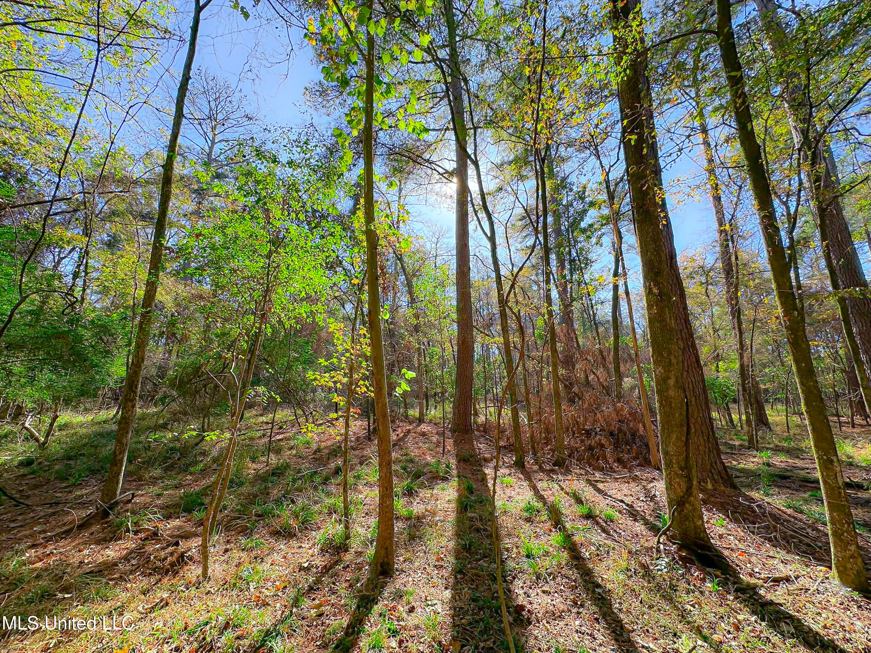 Deer Ridge Road Madison, MS 39110 - Photo 7 of 12 IMG_1820