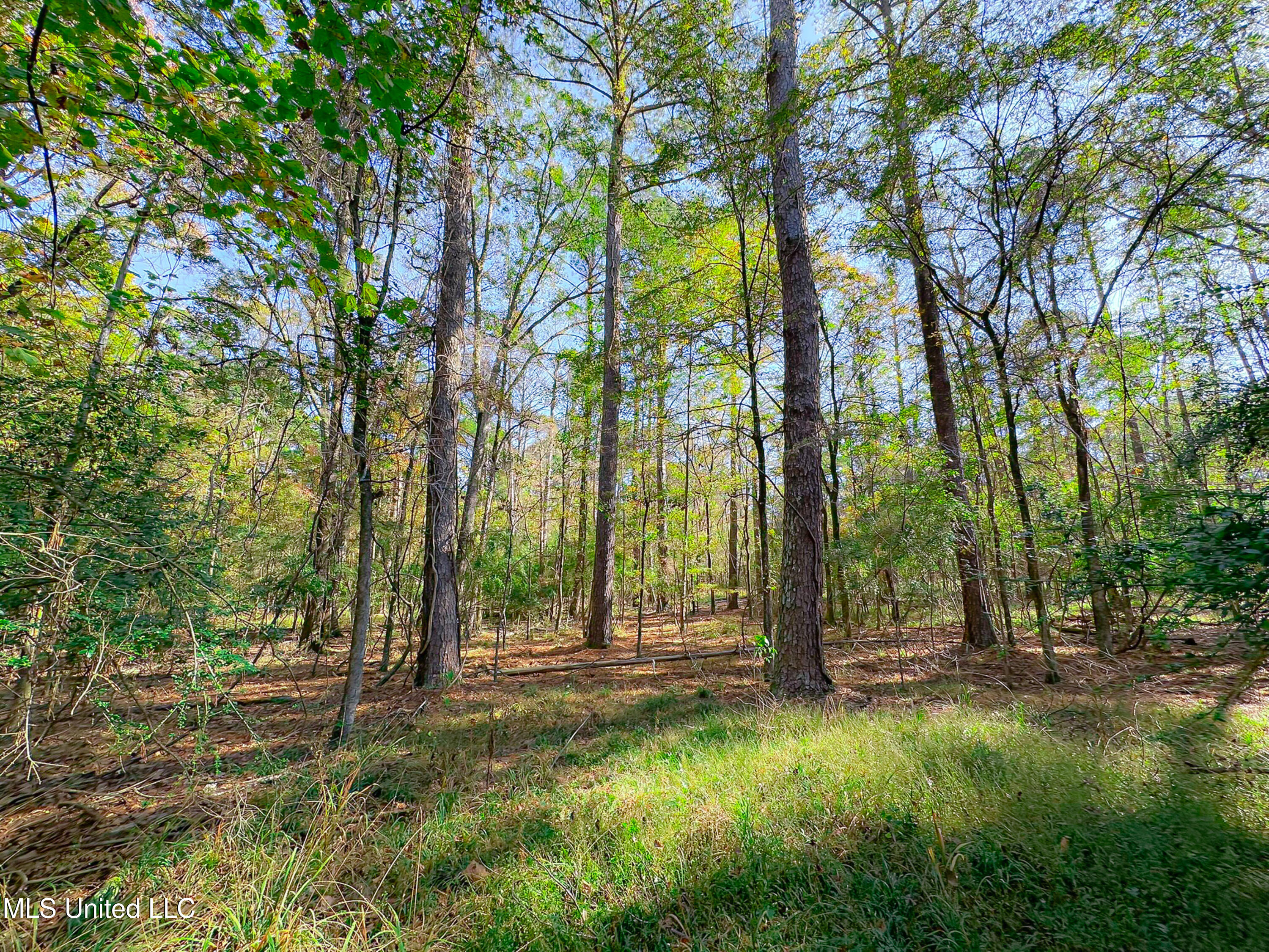 Deer Ridge Road Madison, MS 39110 - Photo 8 of 12 IMG_1824