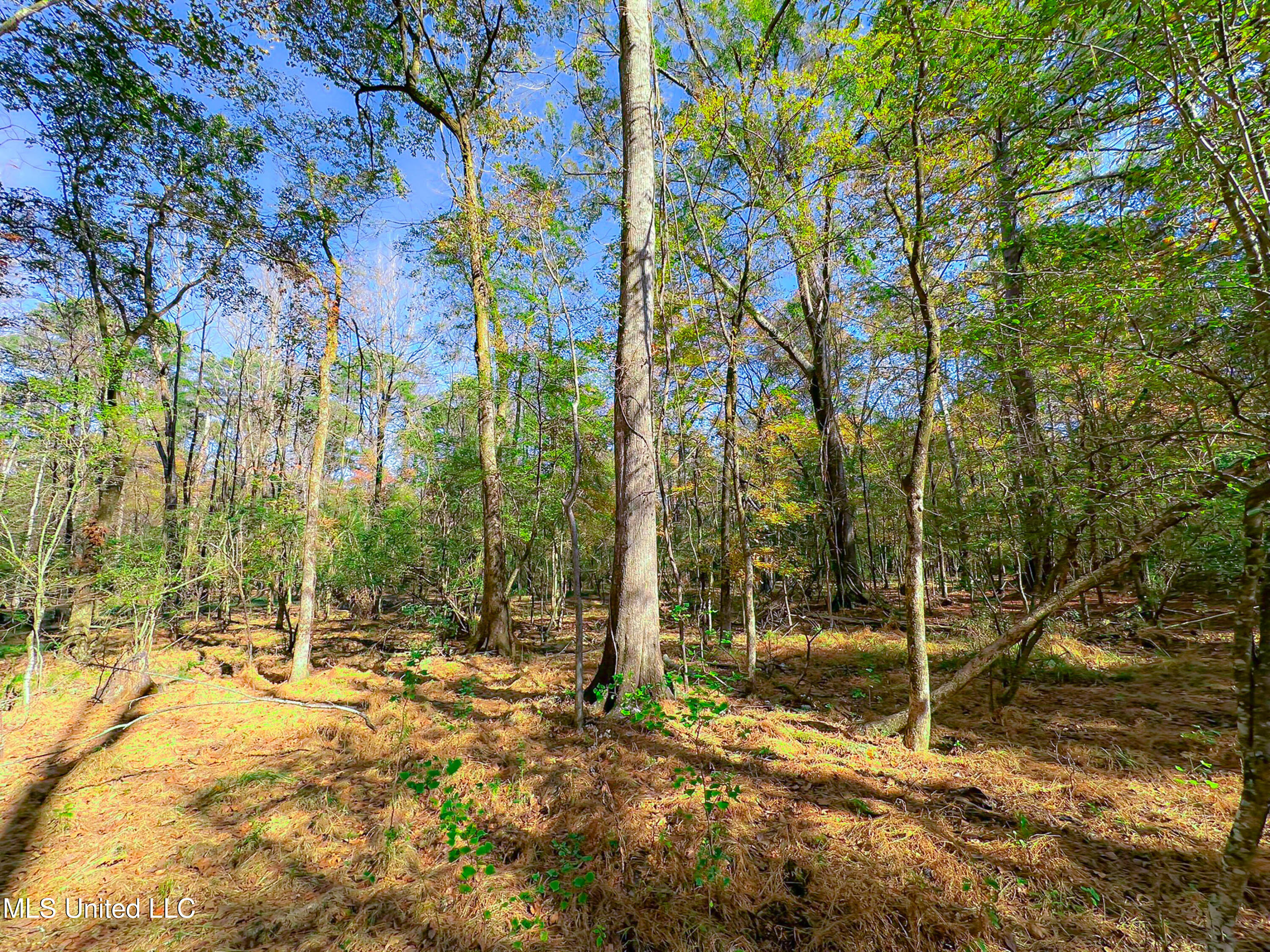 Deer Ridge Road Madison, MS 39110 - Photo 10 of 12 IMG_1837