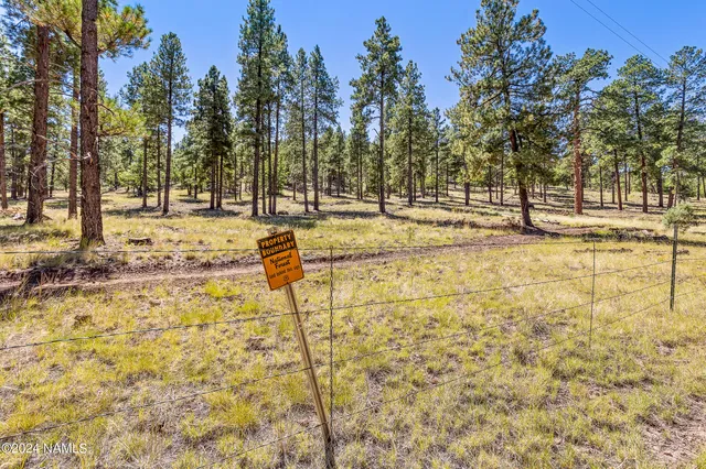 a view of a yard with trees