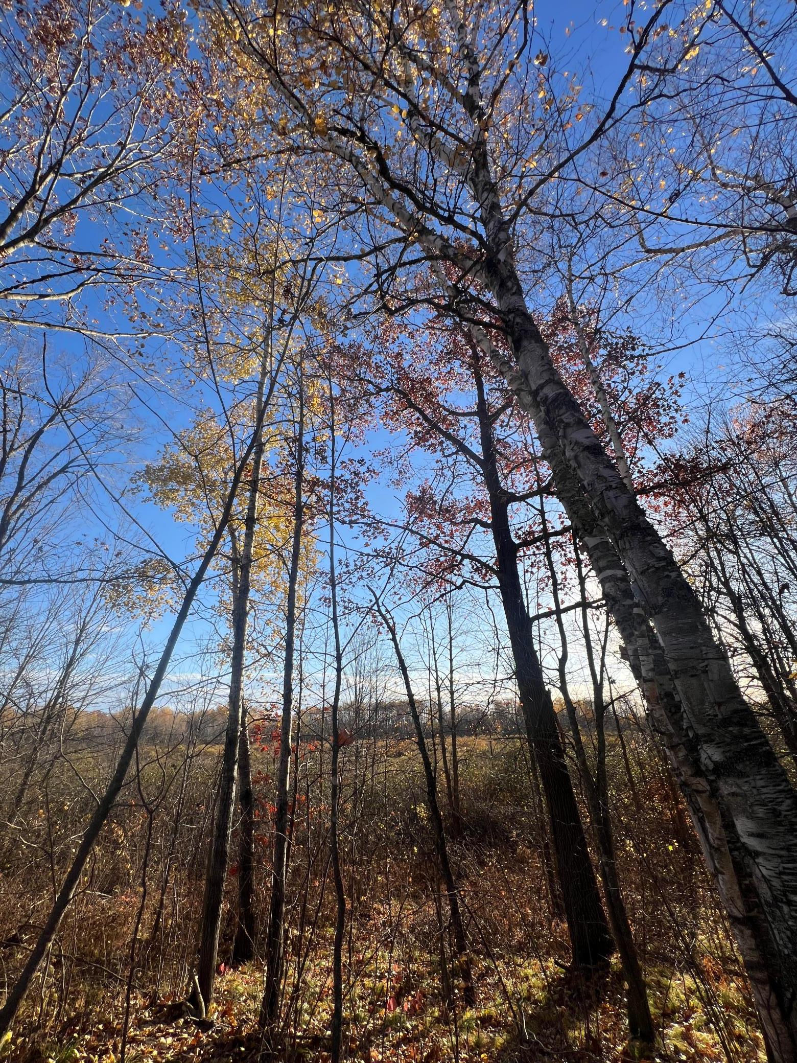 Xxx Rutabaga Road Sandstone, MN 55072 - Photo 17 of 29