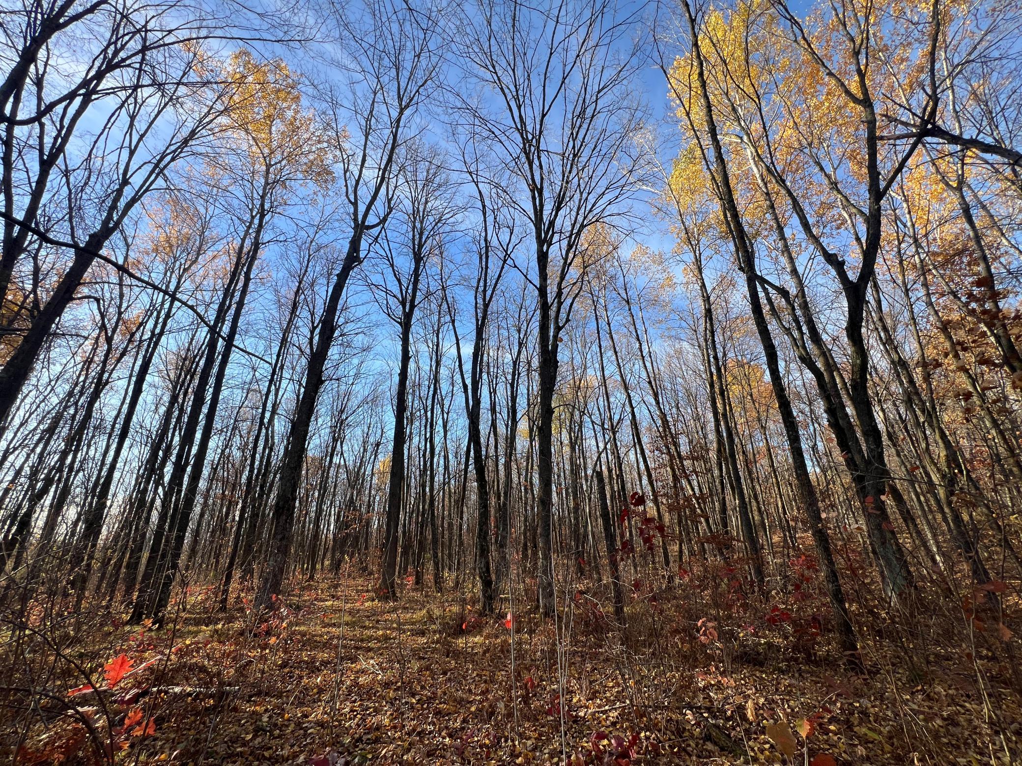 Xxx Rutabaga Road Sandstone, MN 55072 - Photo 21 of 29