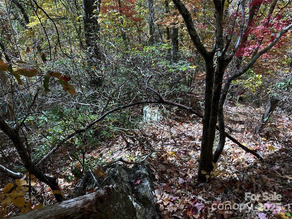 5 Hidden Valley Road Clyde, NC 28721 - Photo 8 of 24 a picture of tree