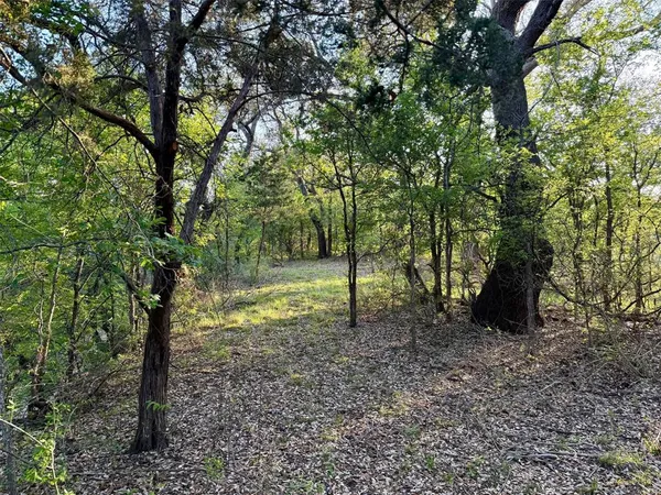 a view of a forest with trees in the background