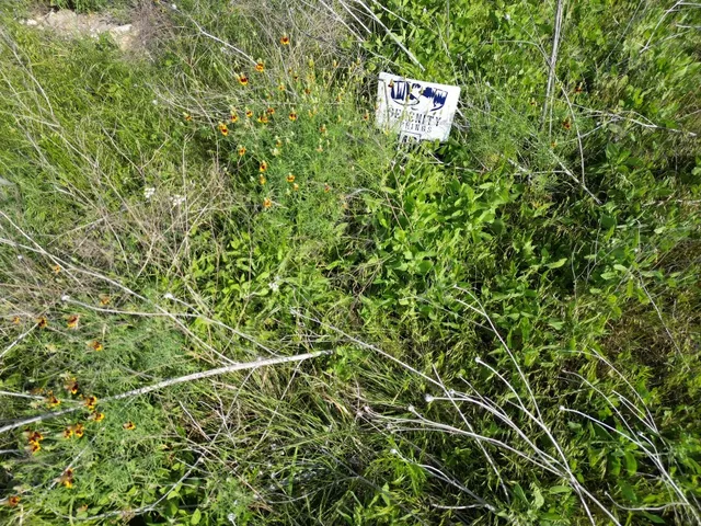 a view of a lush green forest with large trees