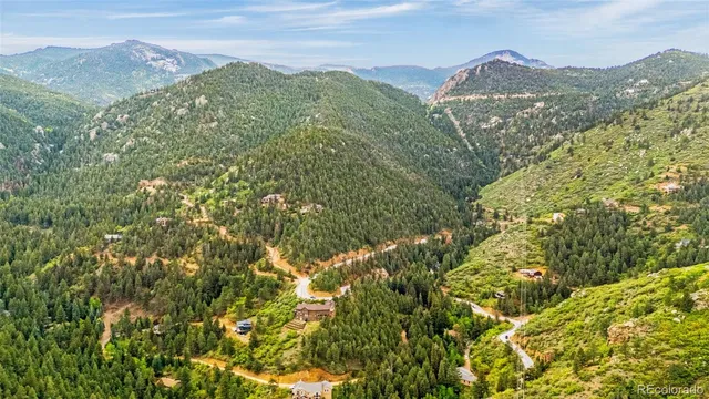 a view of a forest with a tree