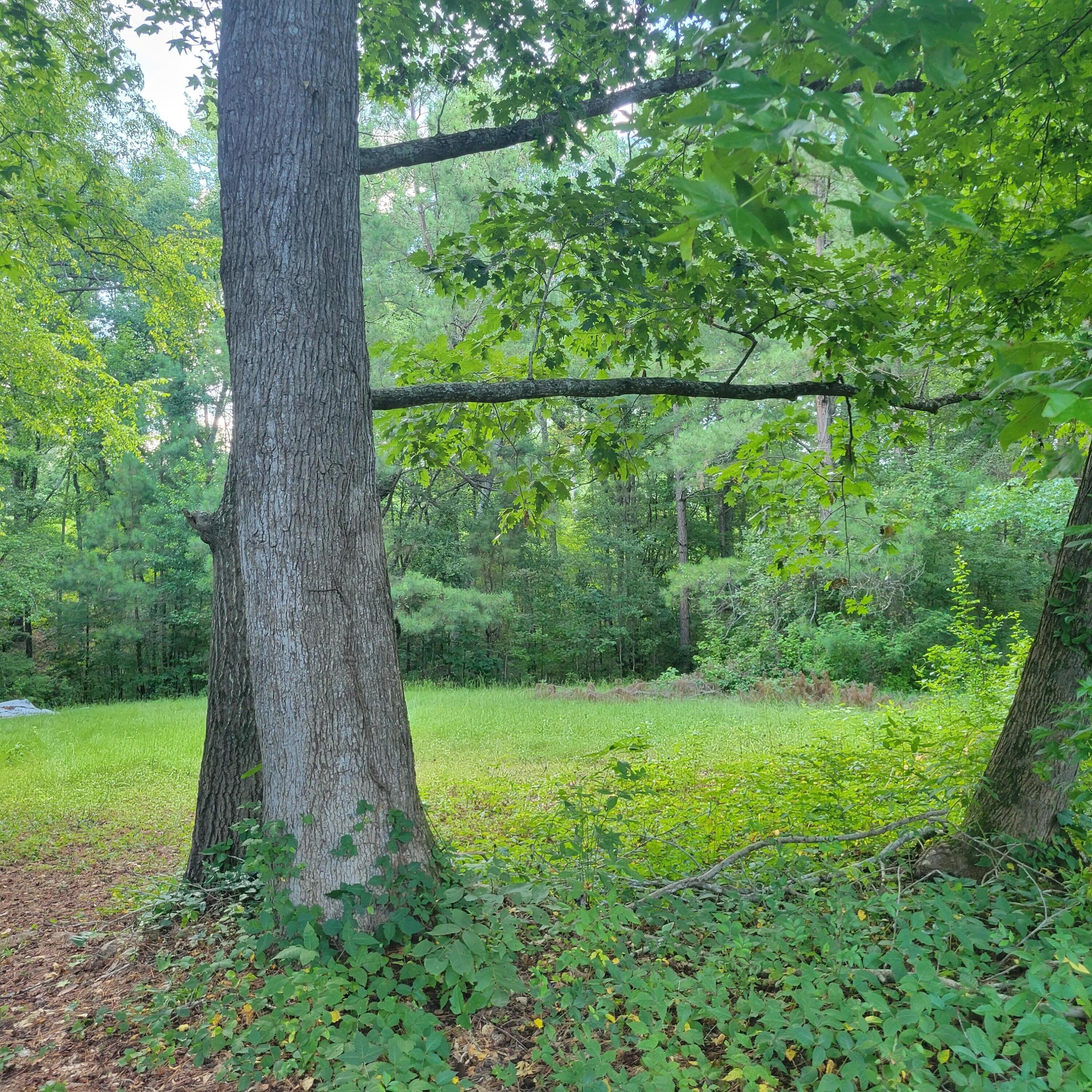 1698 Oakwood Road Thomson, GA 30824 - Photo 46 of 49 Open pasture area.