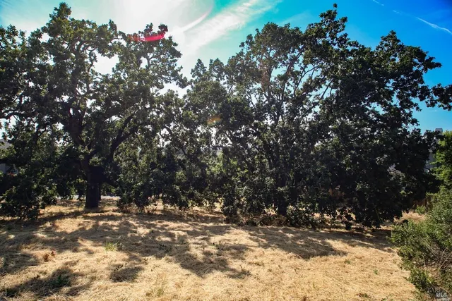 a view of tree covered with snow