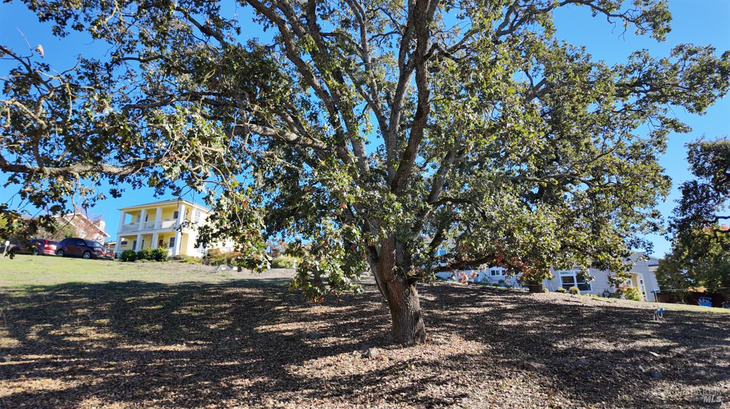 1960 Cooper Drive Santa Rosa, CA 95404 - Photo 8 of 17 a view of a yard with plants and trees