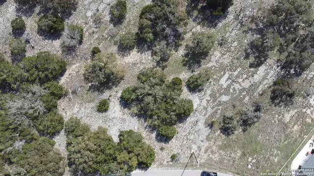 a view of a forest with a tree