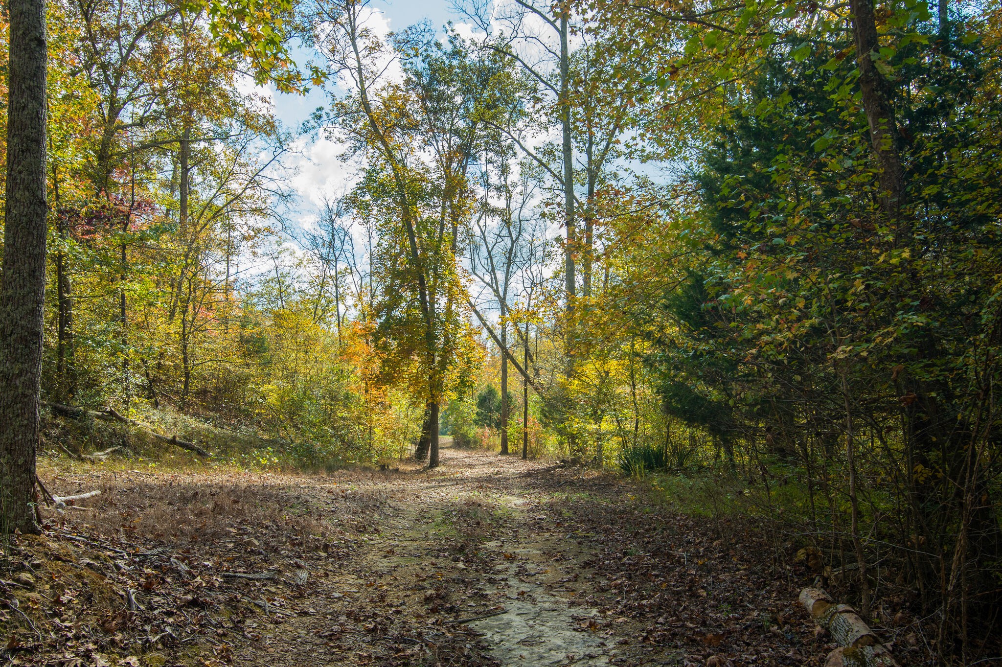 7534 Buffalo Road Nashville, TN 37221 - Photo 16 of 48 Gallery Image 16