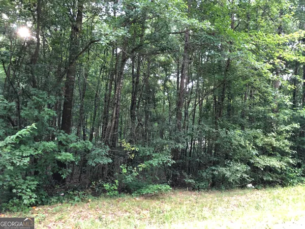 a view of a yard with plants and large trees