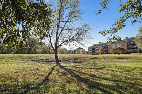 a view of a yard with plants and trees