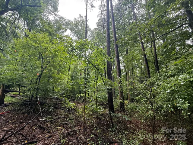 a view of a forest with trees