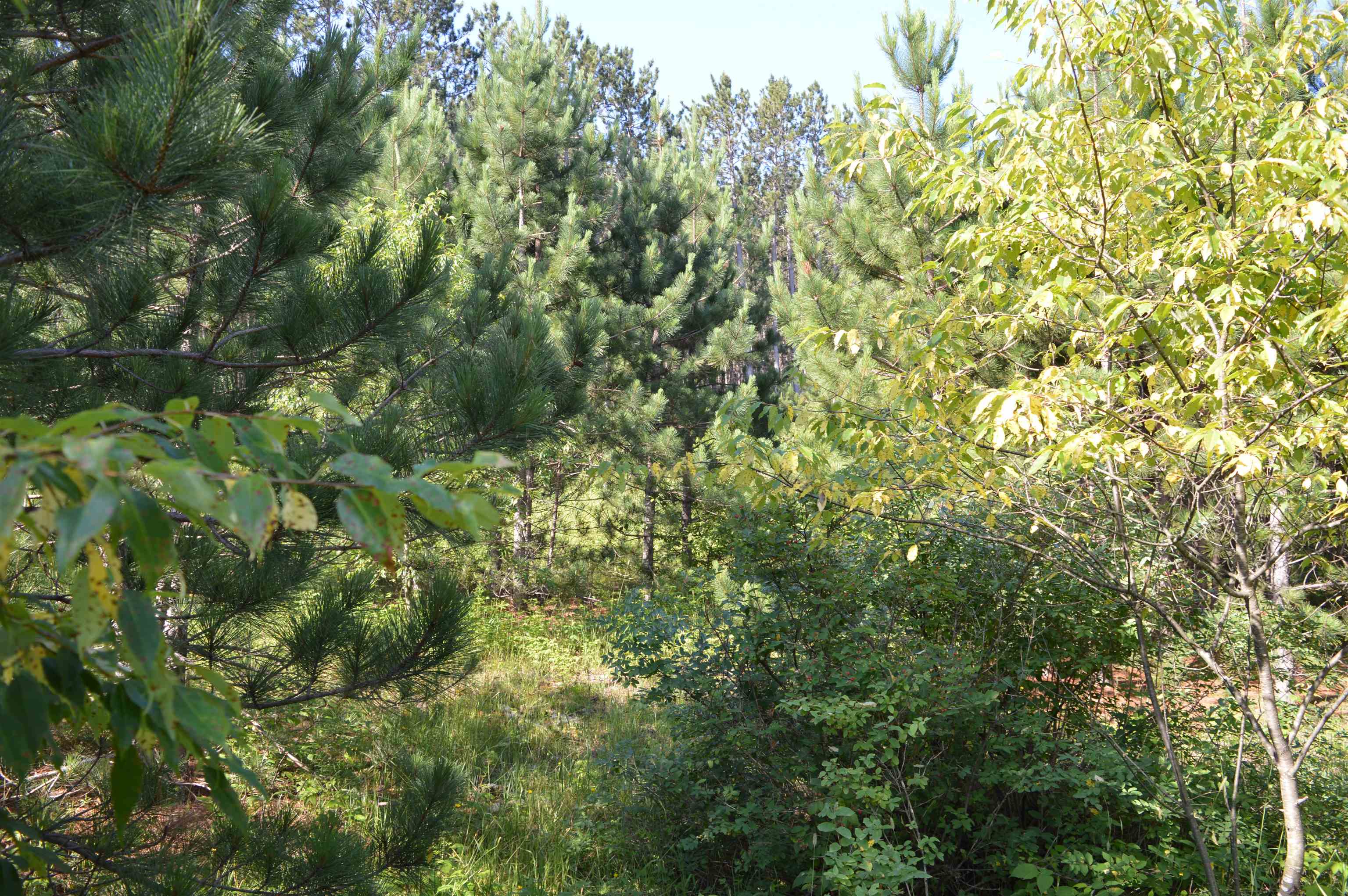 Northeast Holly Road, Unit LOT: A Kalkaska, MI 49646 - Photo 20 of 27