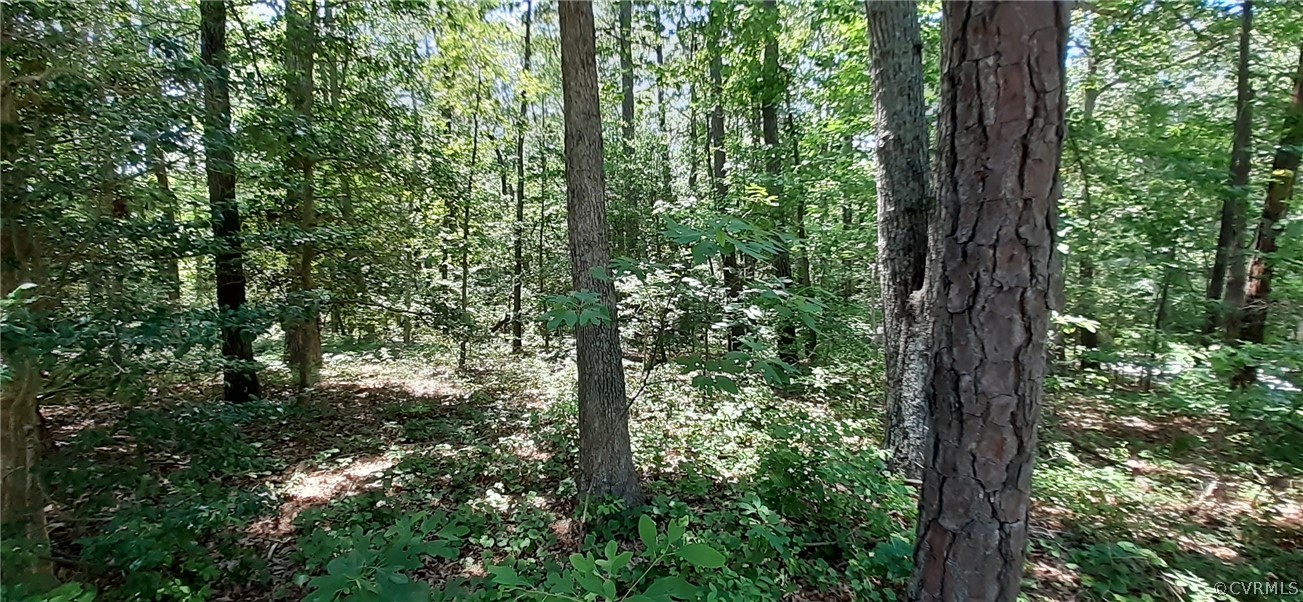 10940 Cherrybark Road Chester, VA 23831 - Photo 5 of 9 a close up of a tree in a forest