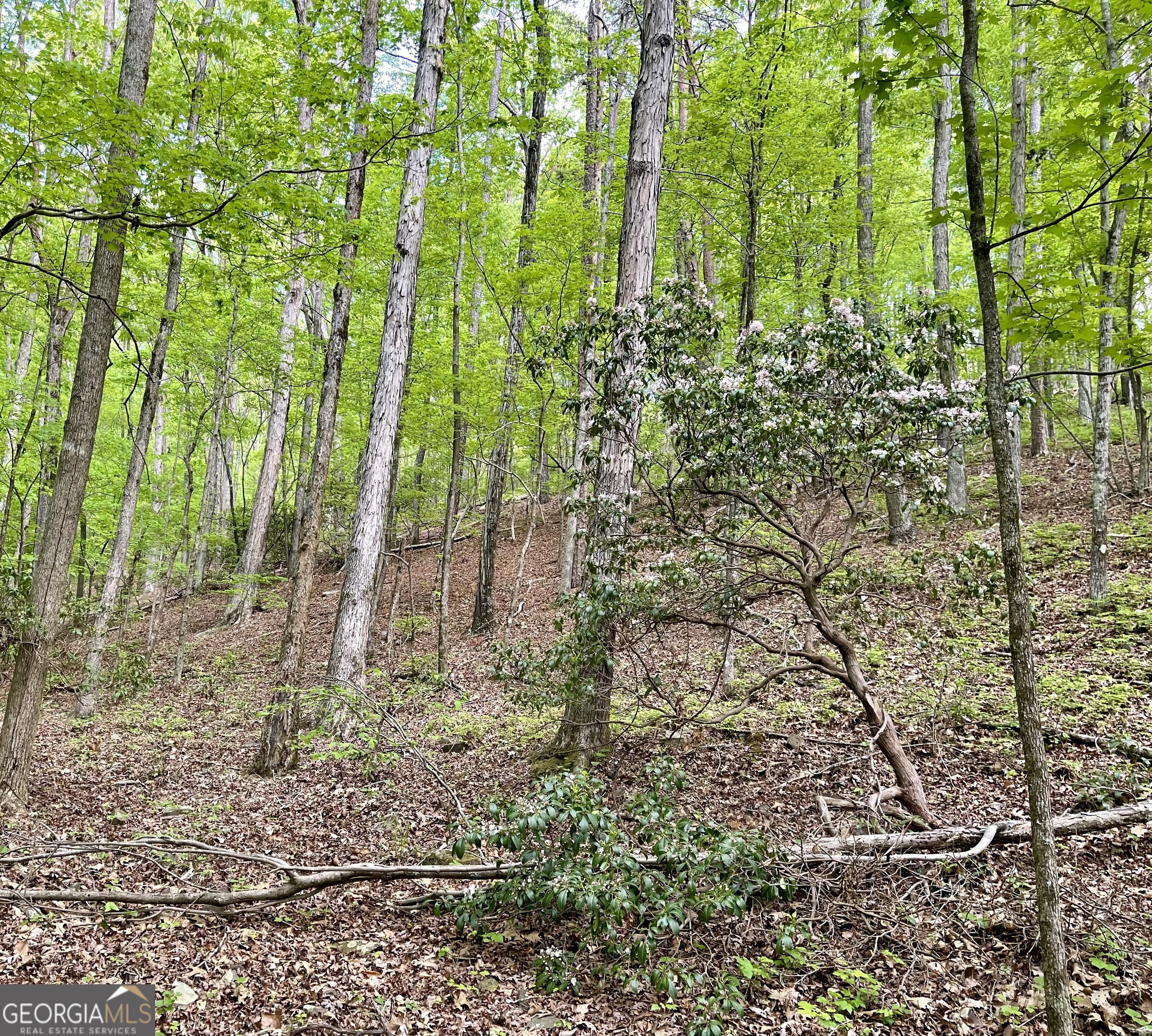 0 Everett Springs Road Armuchee, GA 30105 - Photo 12 of 23 a view of backyard