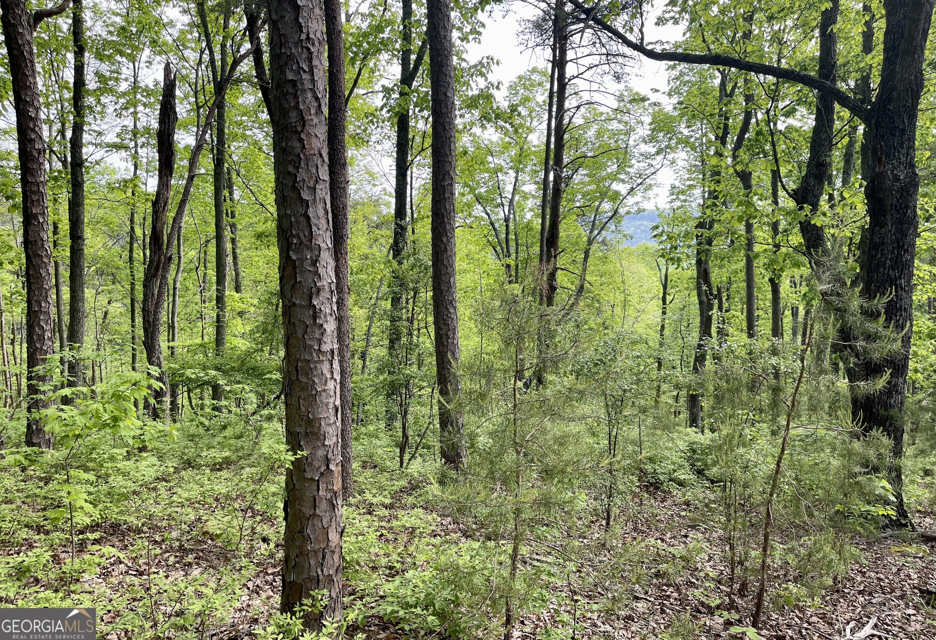 0 Everett Springs Road Armuchee, GA 30105 - Photo 13 of 23 a view of forest