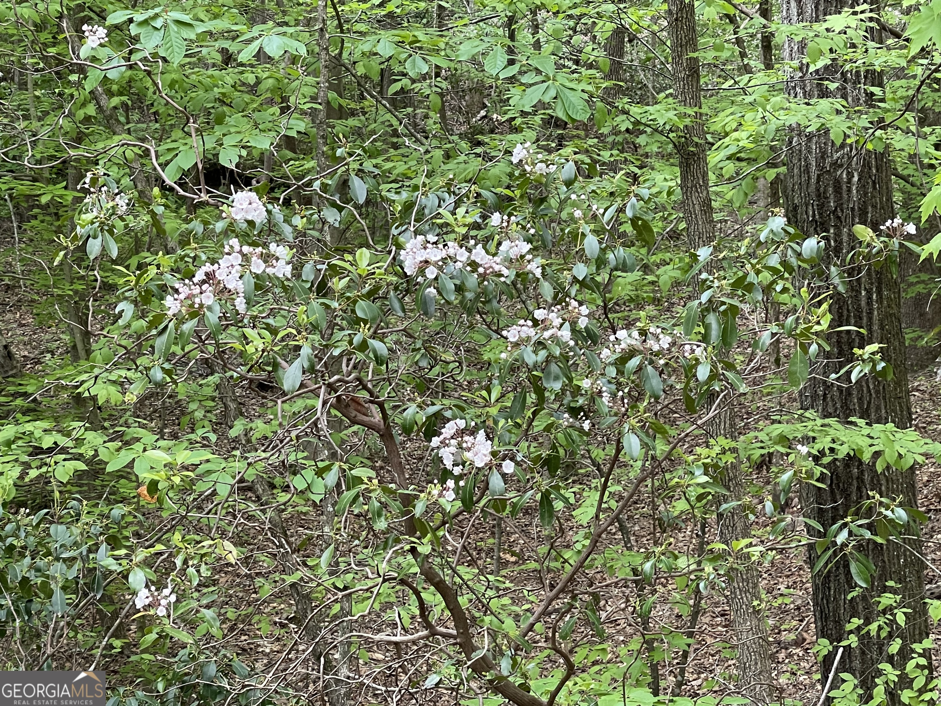 0 Everett Springs Road Armuchee, GA 30105 - Photo 2 of 23 a view of a tree in a garden