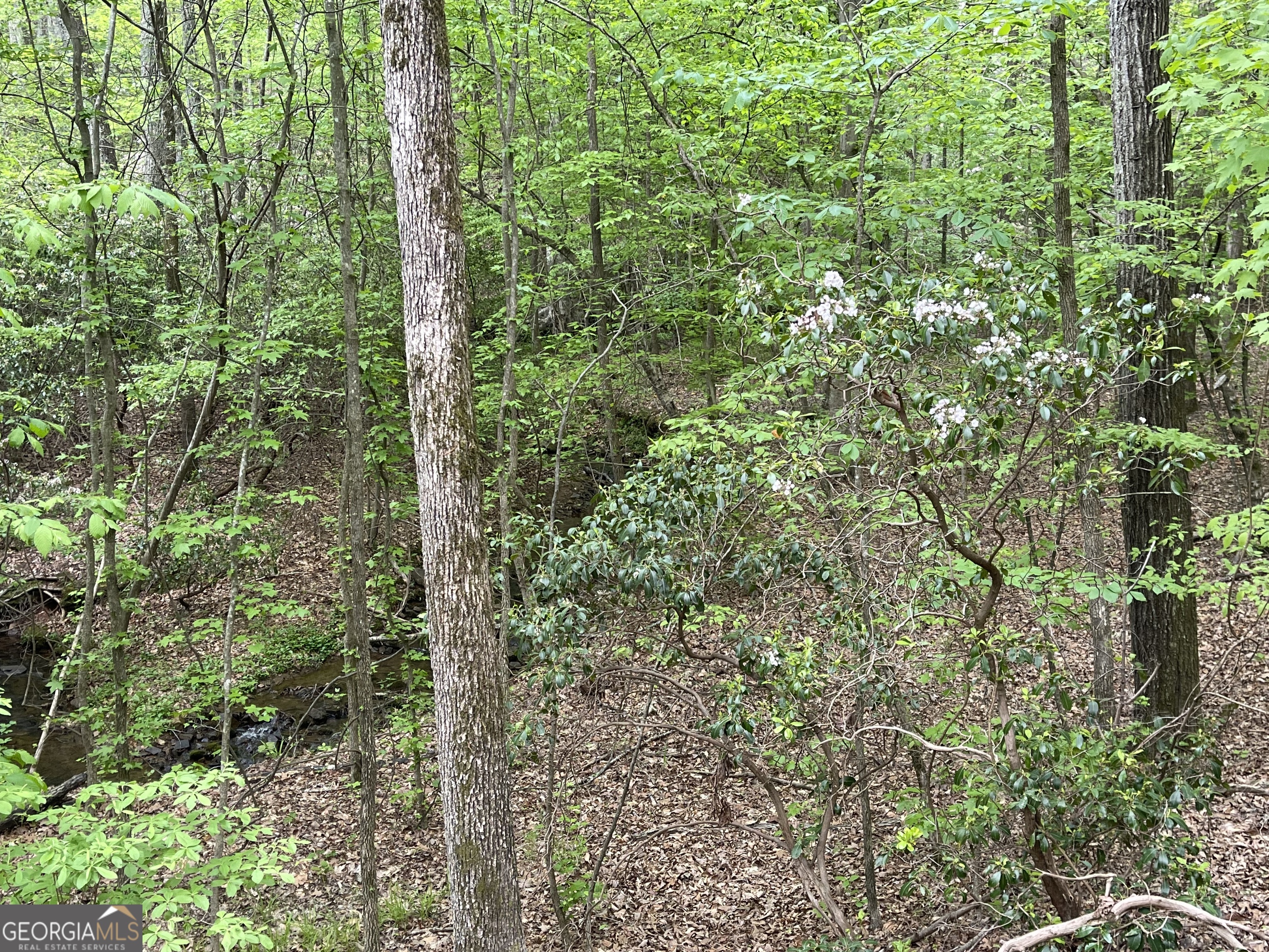 0 Everett Springs Road Armuchee, GA 30105 - Photo 3 of 23 a view of a forest that has a tree