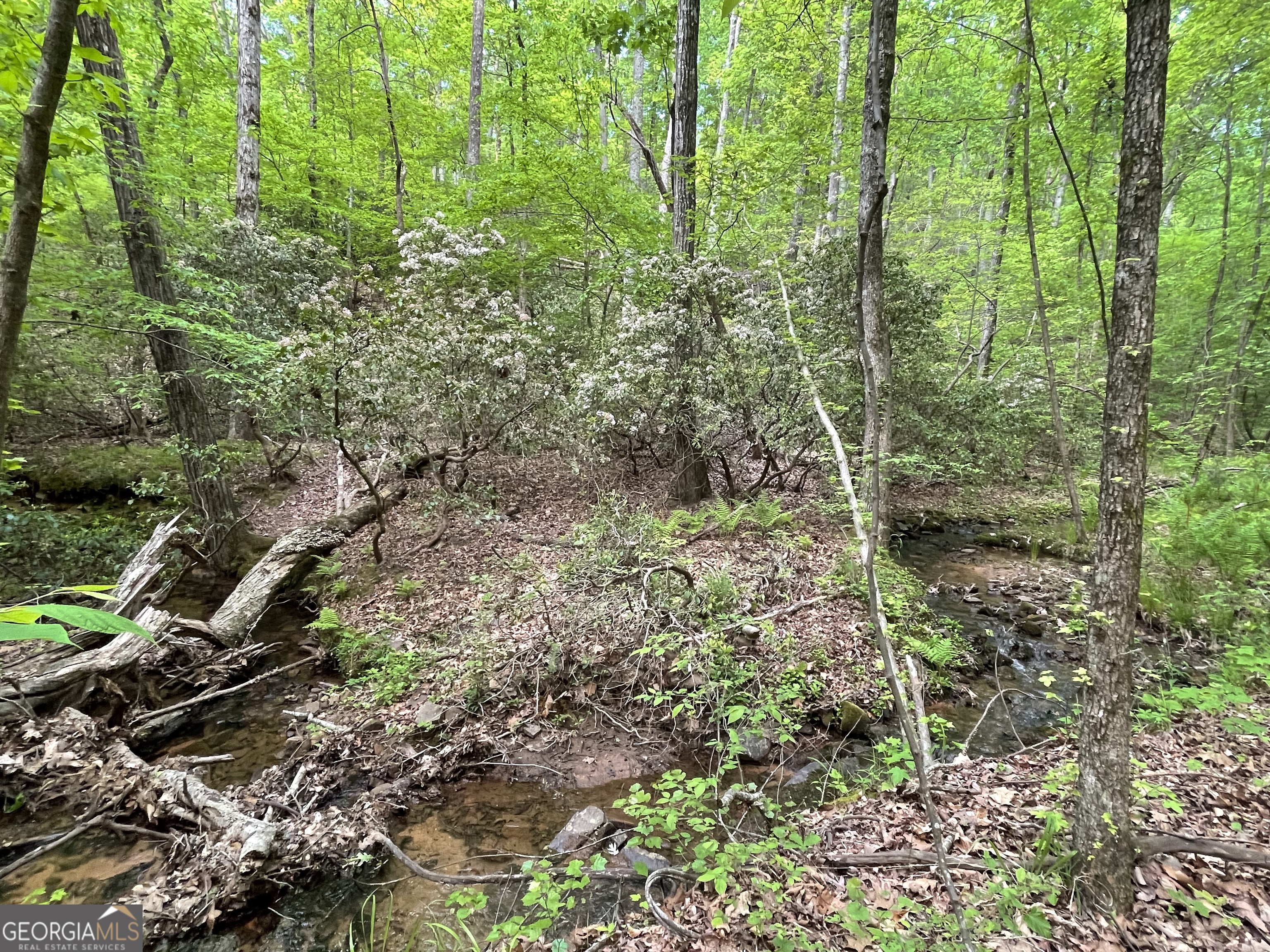 0 Everett Springs Road Armuchee, GA 30105 - Photo 7 of 23 a view of a forest that has large trees