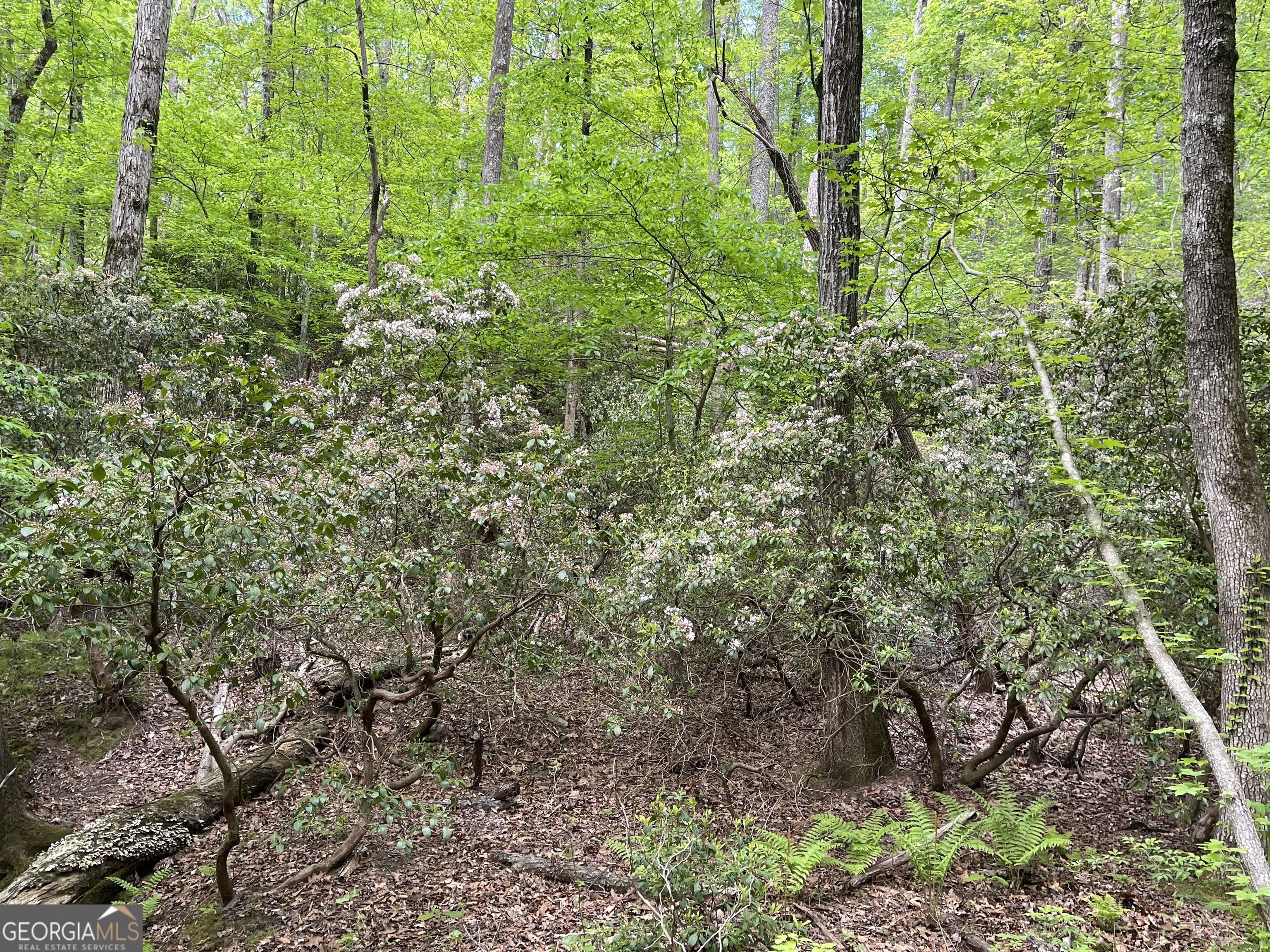 0 Everett Springs Road Armuchee, GA 30105 - Photo 8 of 23 a view of a garden