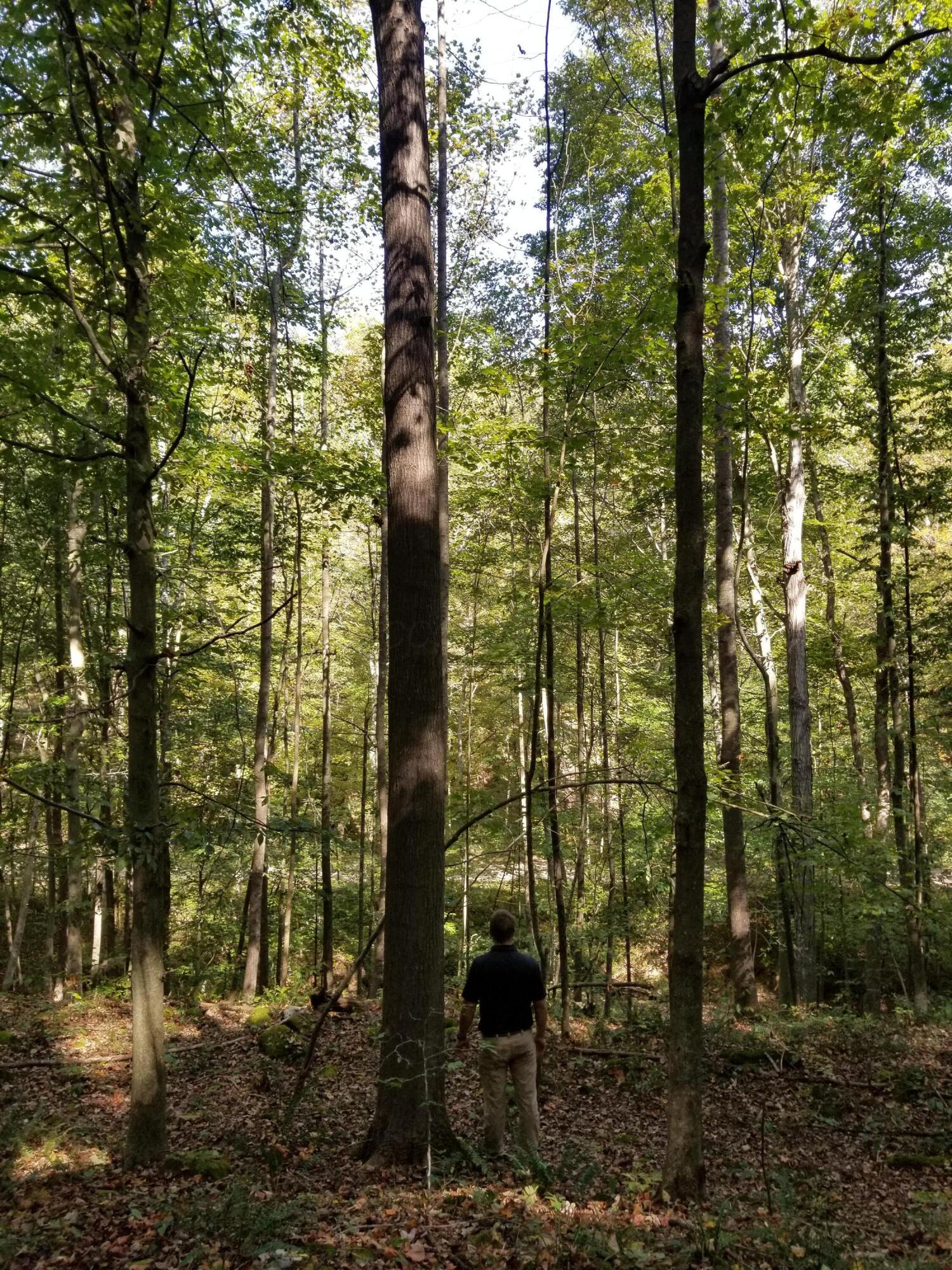 0 Beech Fork Road Peebles, OH 45660 - Photo 10 of 31 20250913_112754