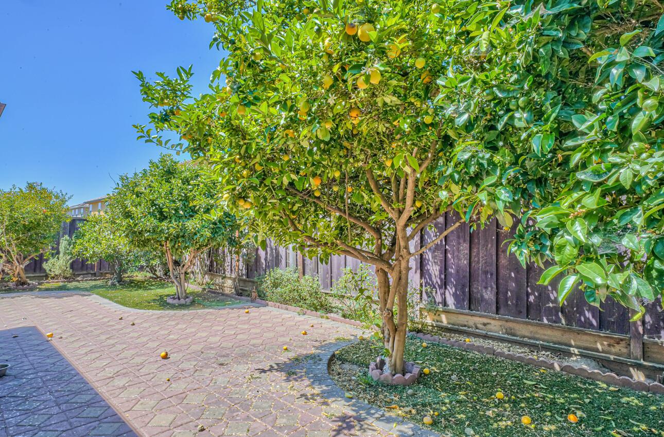 1013 Capri Way Salinas, CA 93905 - Photo 22 of 23 a backyard of a house with a tree