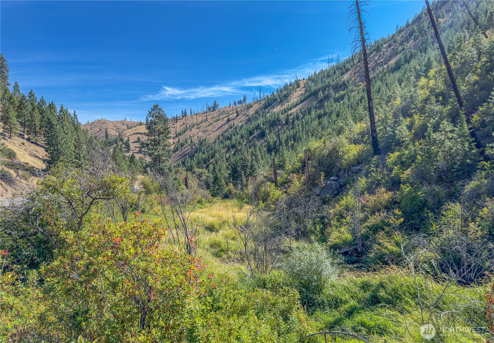 10558 Mud Creek Road Entiat, WA 98822 - Photo 4 of 23 a view of a lush green forest with lots of trees