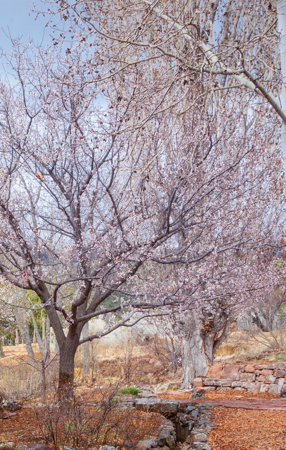 1692 Upper Canyon Road Santa Fe, NM 87501 - Photo 32 of 52 Apricot trees in bloom along the Acequia