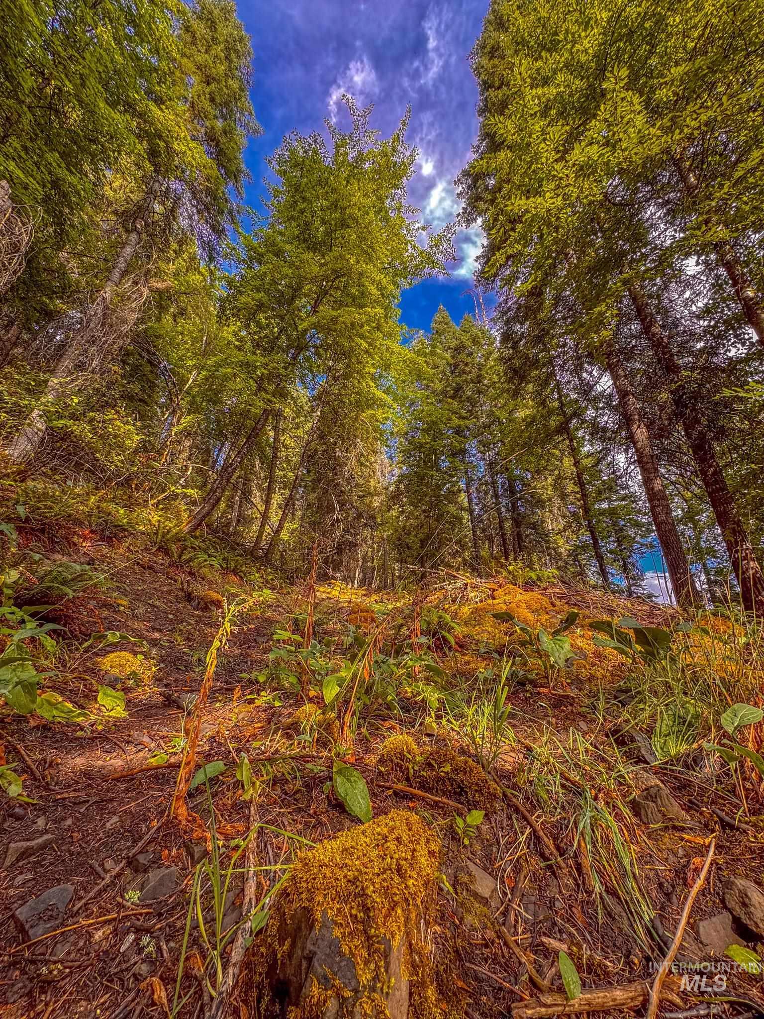 404 Harmony Heights Road Orofino, ID 83544 - Photo 2 of 35 View of undeveloped land