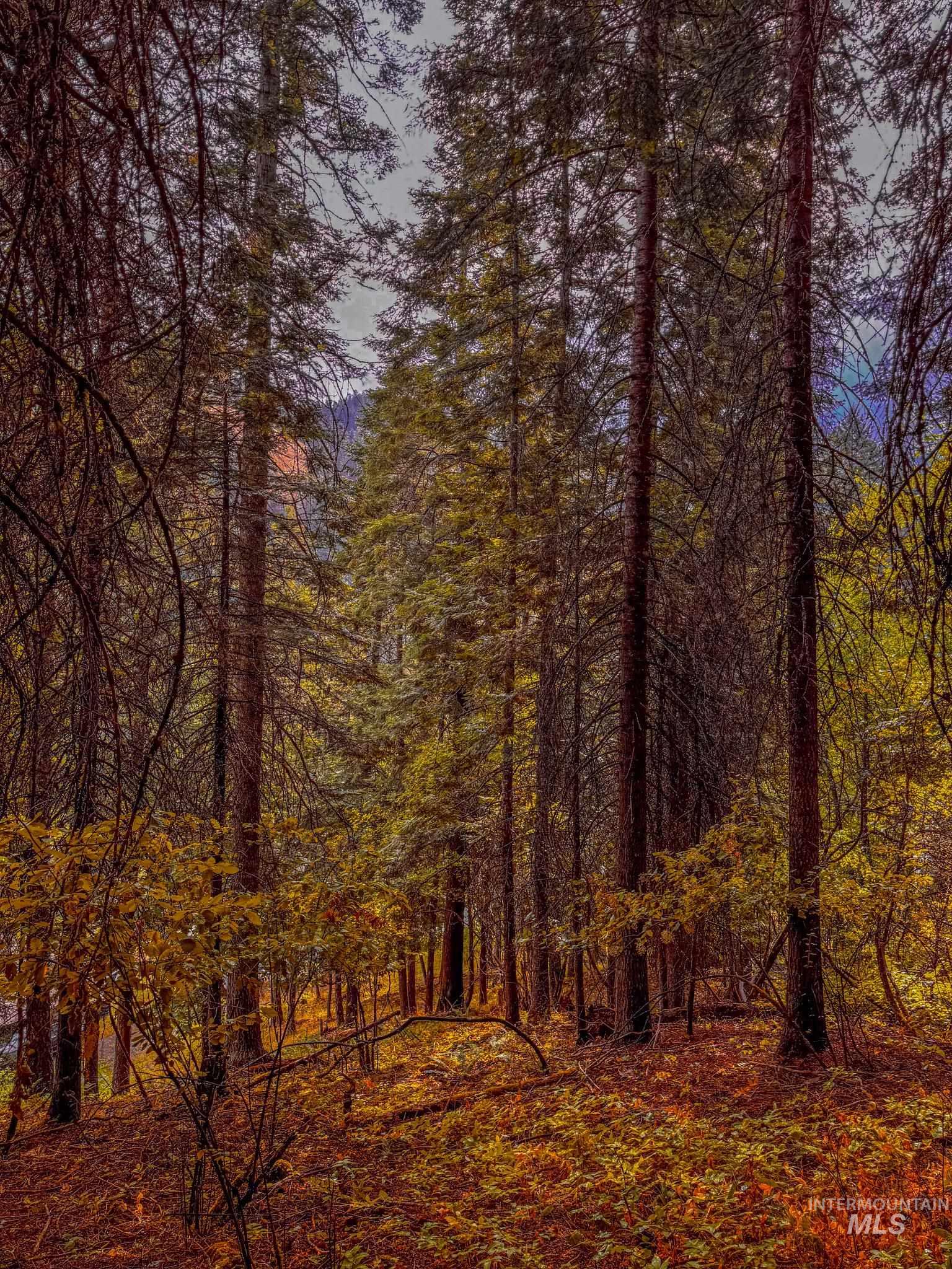 404 Harmony Heights Road Orofino, ID 83544 - Photo 4 of 35 View of nature