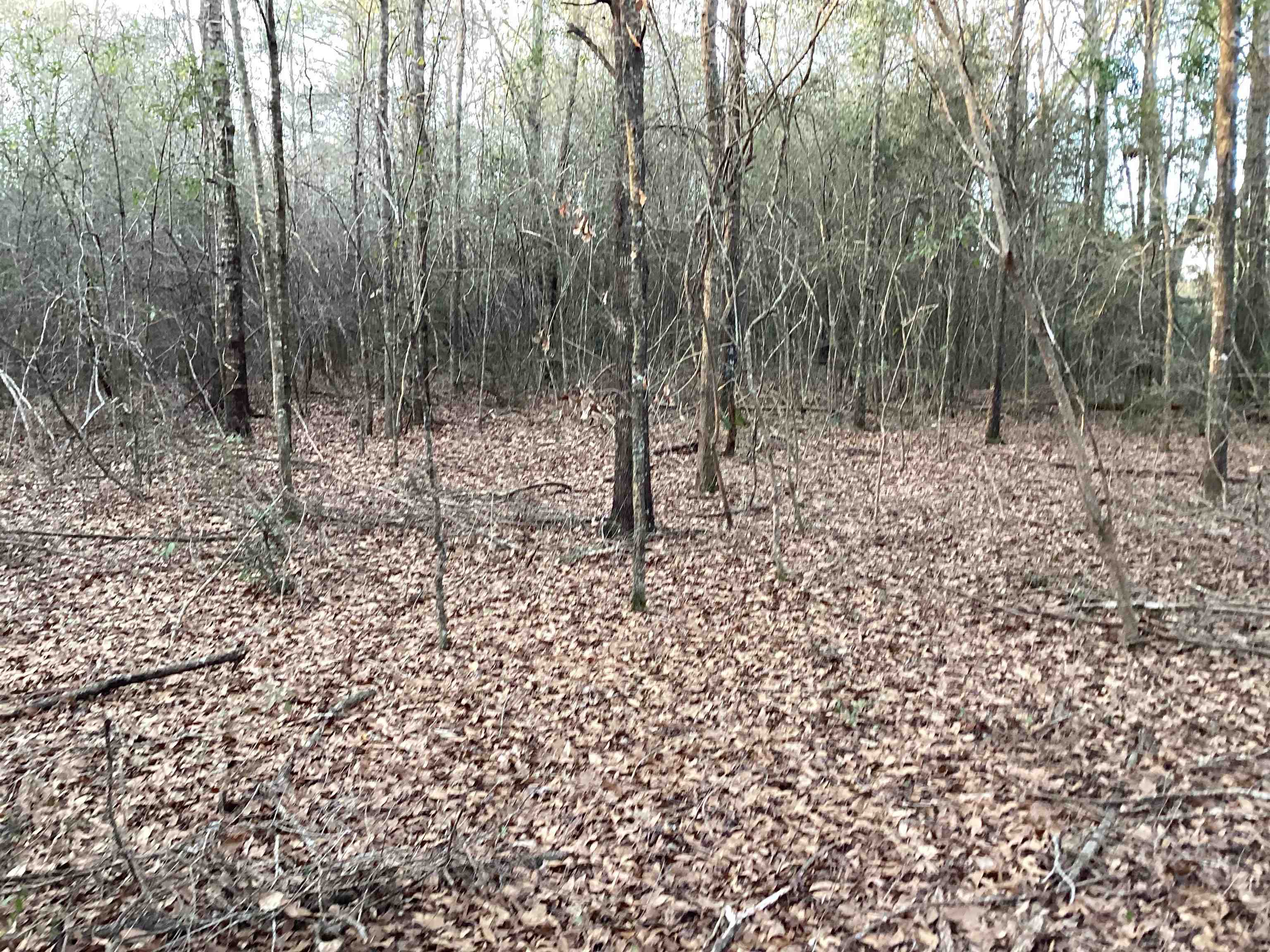 16872 Old School Road Opp, AL 36467 - Photo 33 of 43 Gallery Image 33