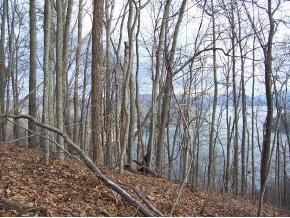 181 Mallard Cove Road Butler, TN 37640 - Photo 7 of 9 Photo 7