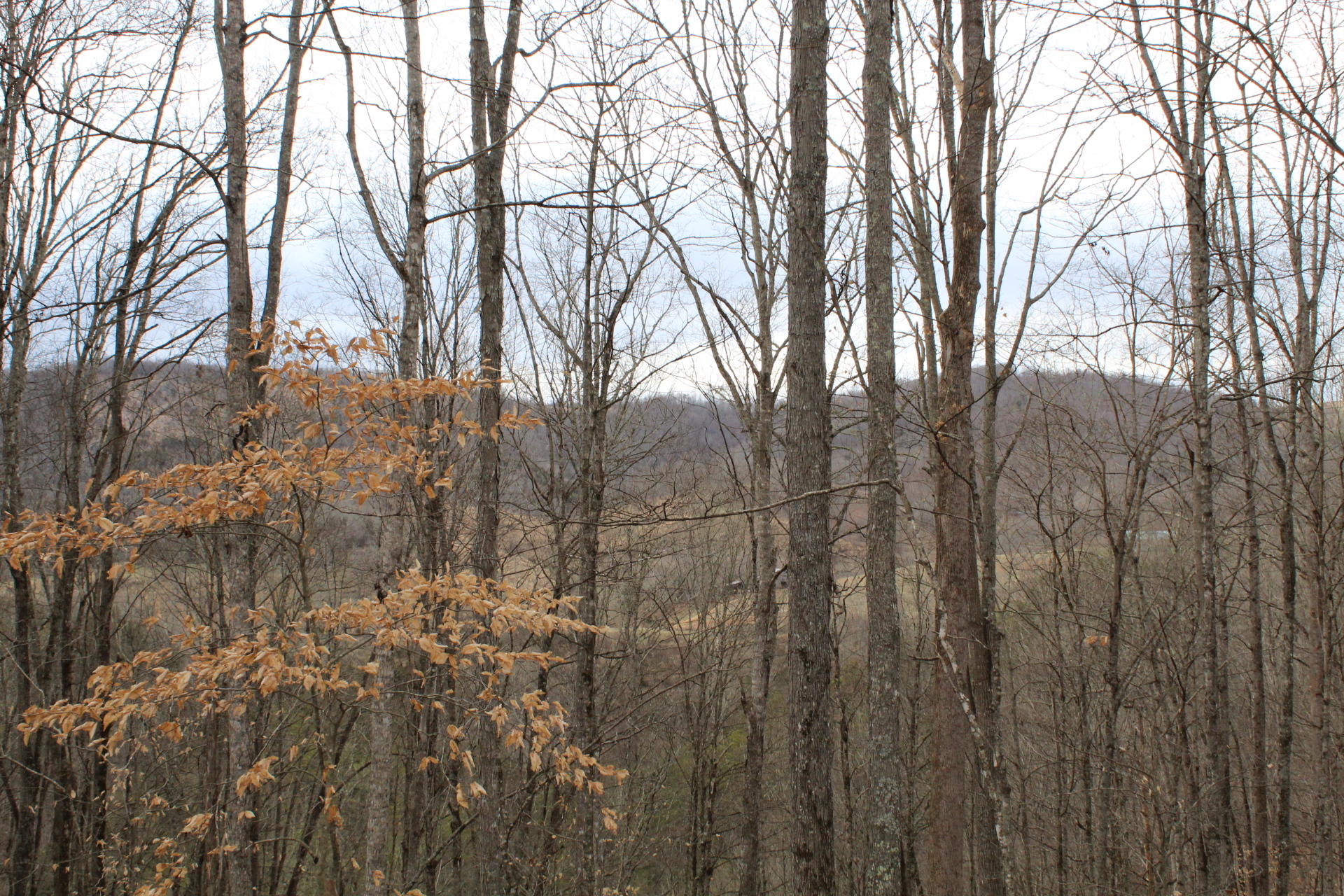 13866 Fairview Road, Unit 1 Blackwater, VA 24221 - Photo 30 of 44 IMG_3333