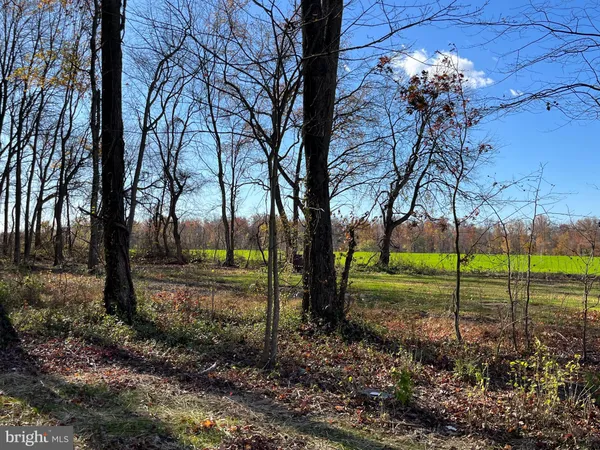 a view of a garden with a tree