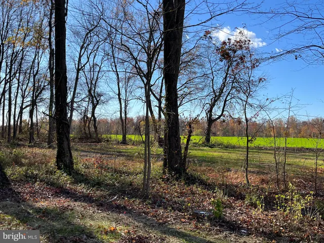 a view of a garden with a tree