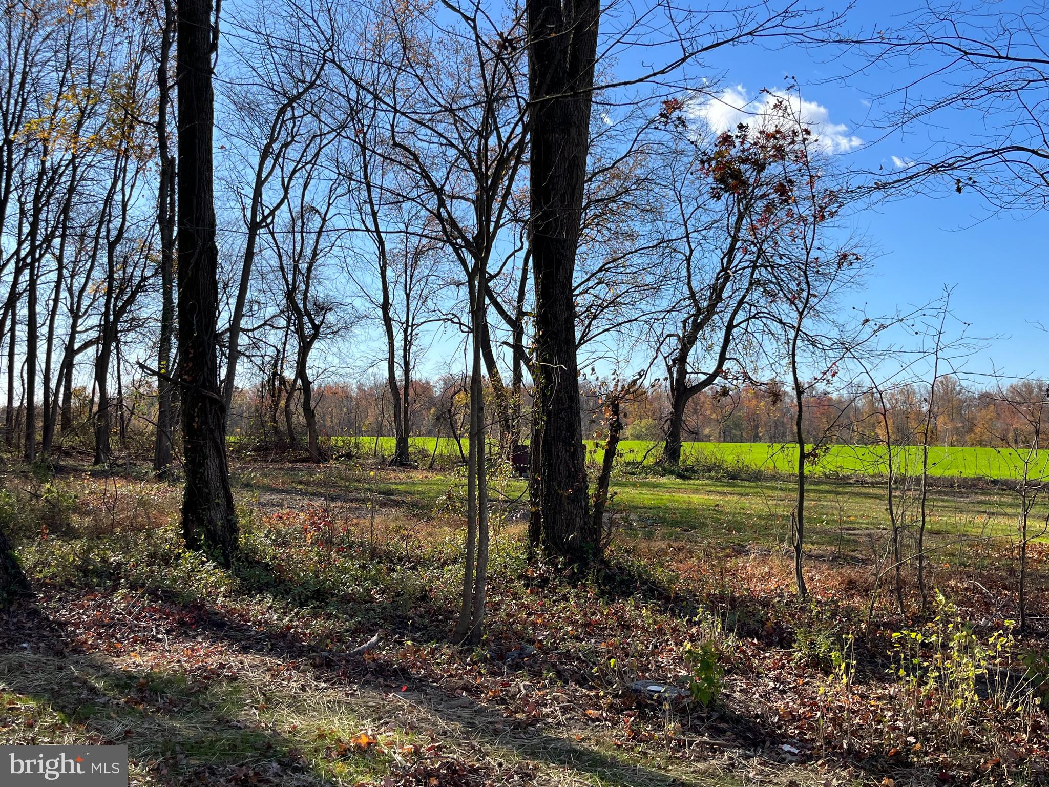 10971 Bottom Road Worton, MD 21678 - Photo 4 of 5 a view of a garden with a tree