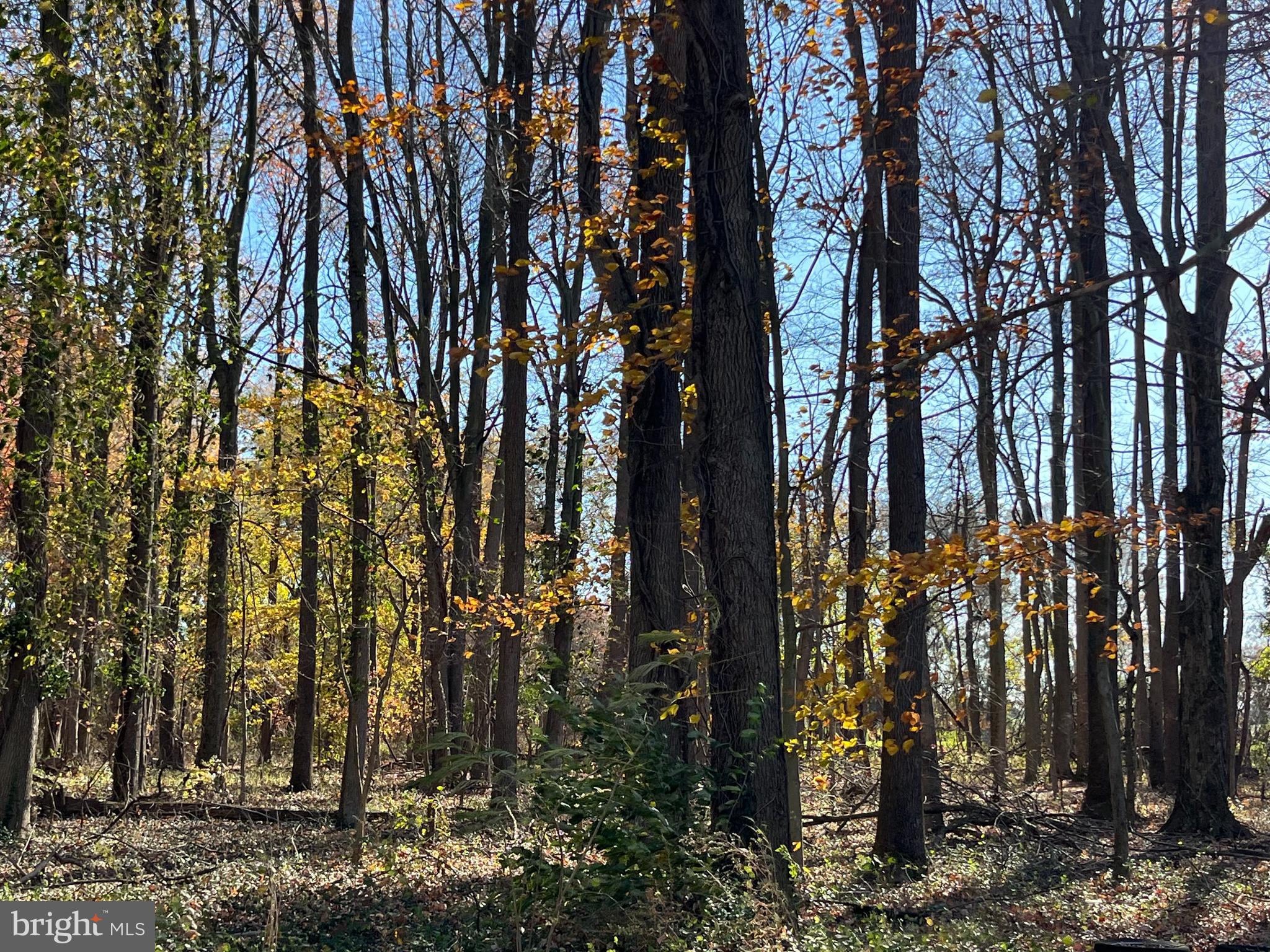 10971 Bottom Road Worton, MD 21678 - Photo 5 of 5 a view of outdoor space with lots of trees