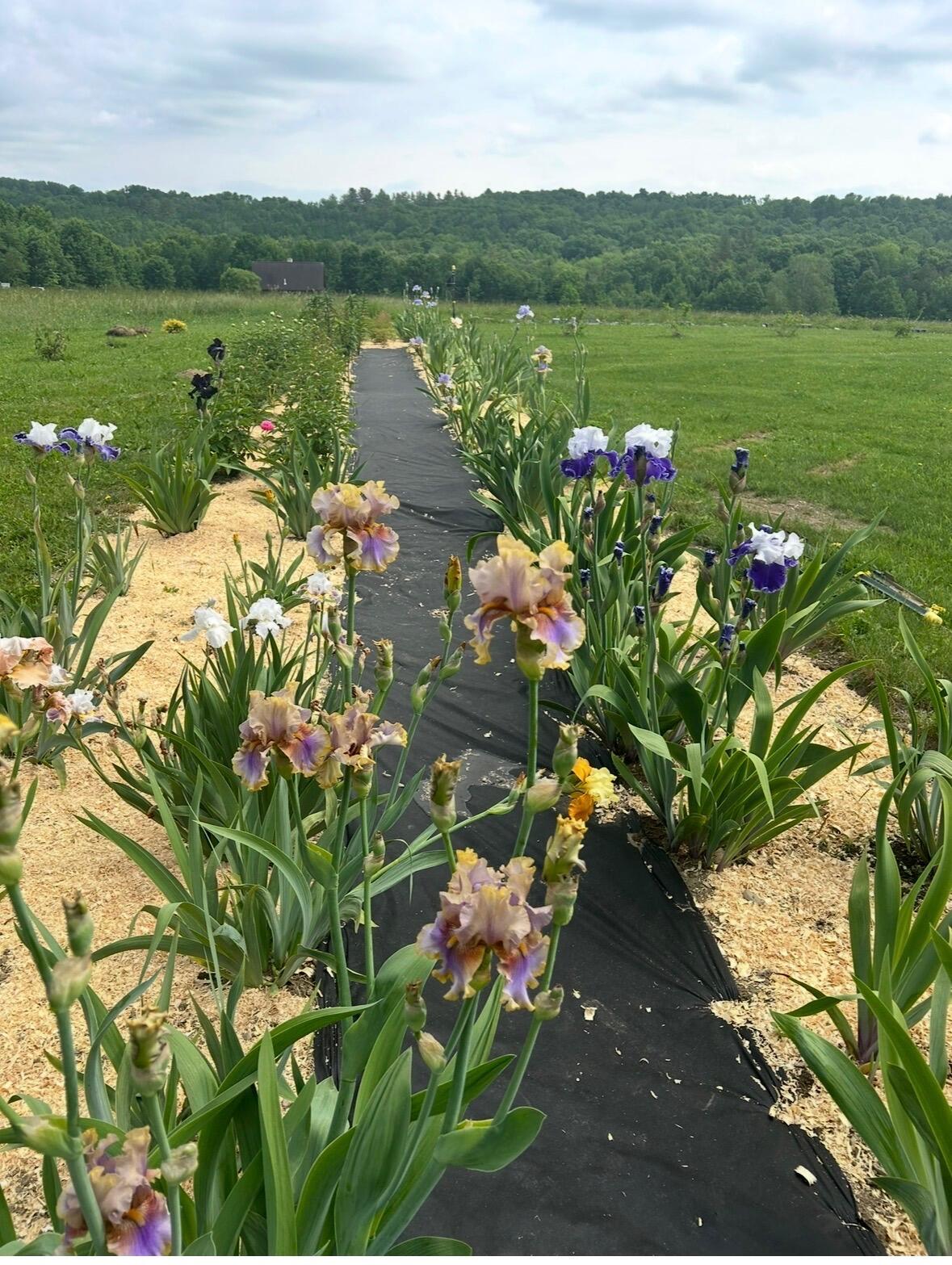 68 Pullen Road Dexter, ME 04930 - Photo 11 of 46 IMG_5047