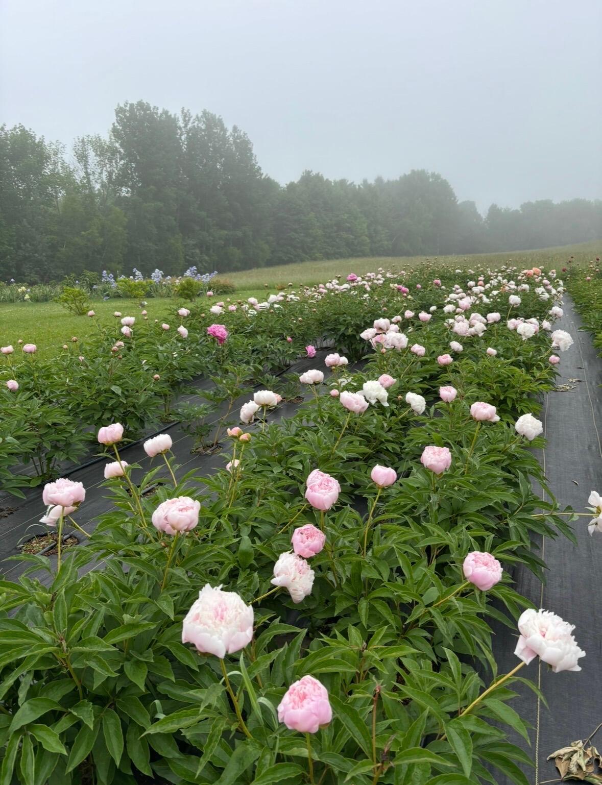 68 Pullen Road Dexter, ME 04930 - Photo 8 of 46 IMG_5044