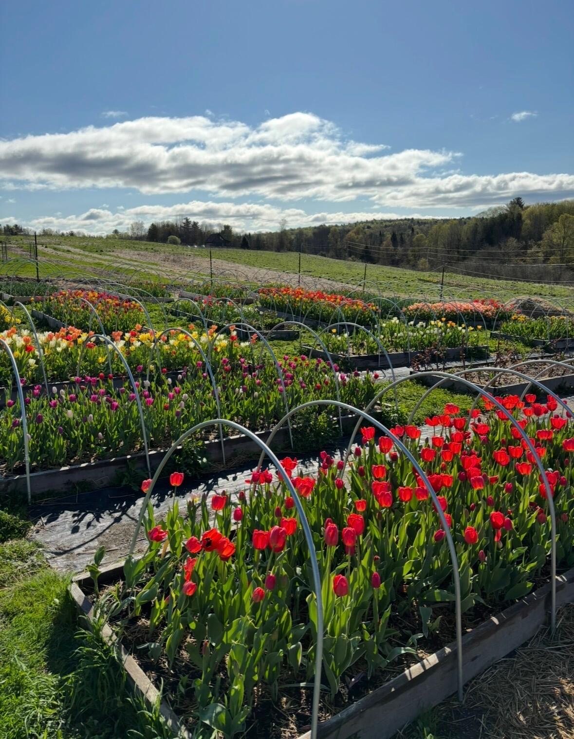 68 Pullen Road Dexter, ME 04930 - Photo 9 of 46 IMG_5045