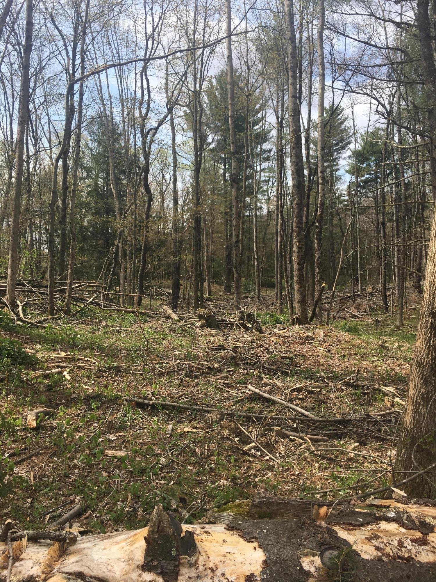 Lot 102 Tamarack Road Pittsfield, MA 01201 - Photo 6 of 11 Beautiful trees
